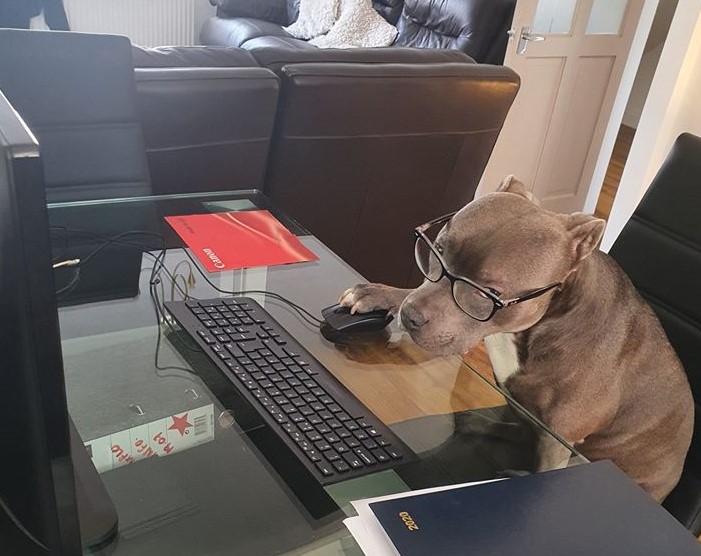 Our amazing dedicated staff working from home are even roping in family members to help out