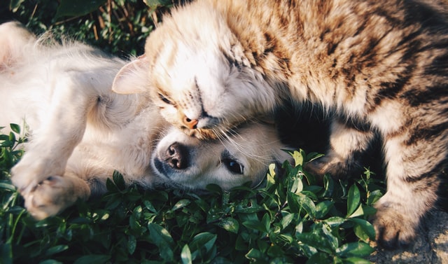 How the pets of Halesowen are helping people in lockdown