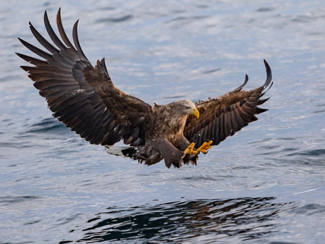 Six Ways Homeowner in The West Midlands Can Spot a Legal Eagle From a Tired Turkey