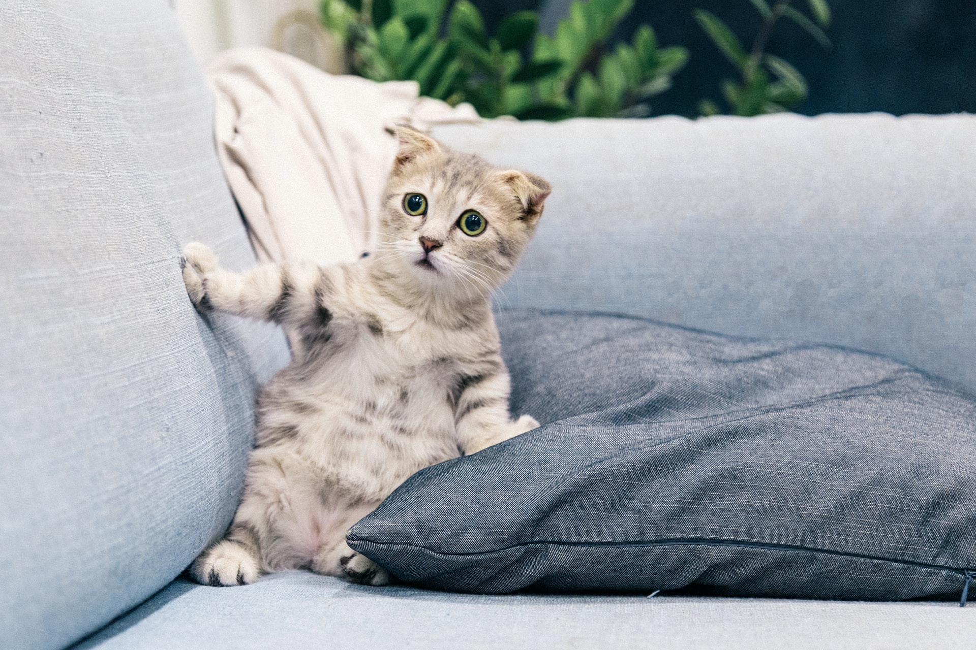 Pet Owners - Keep your furry friends safe and sound this Bonfire Night