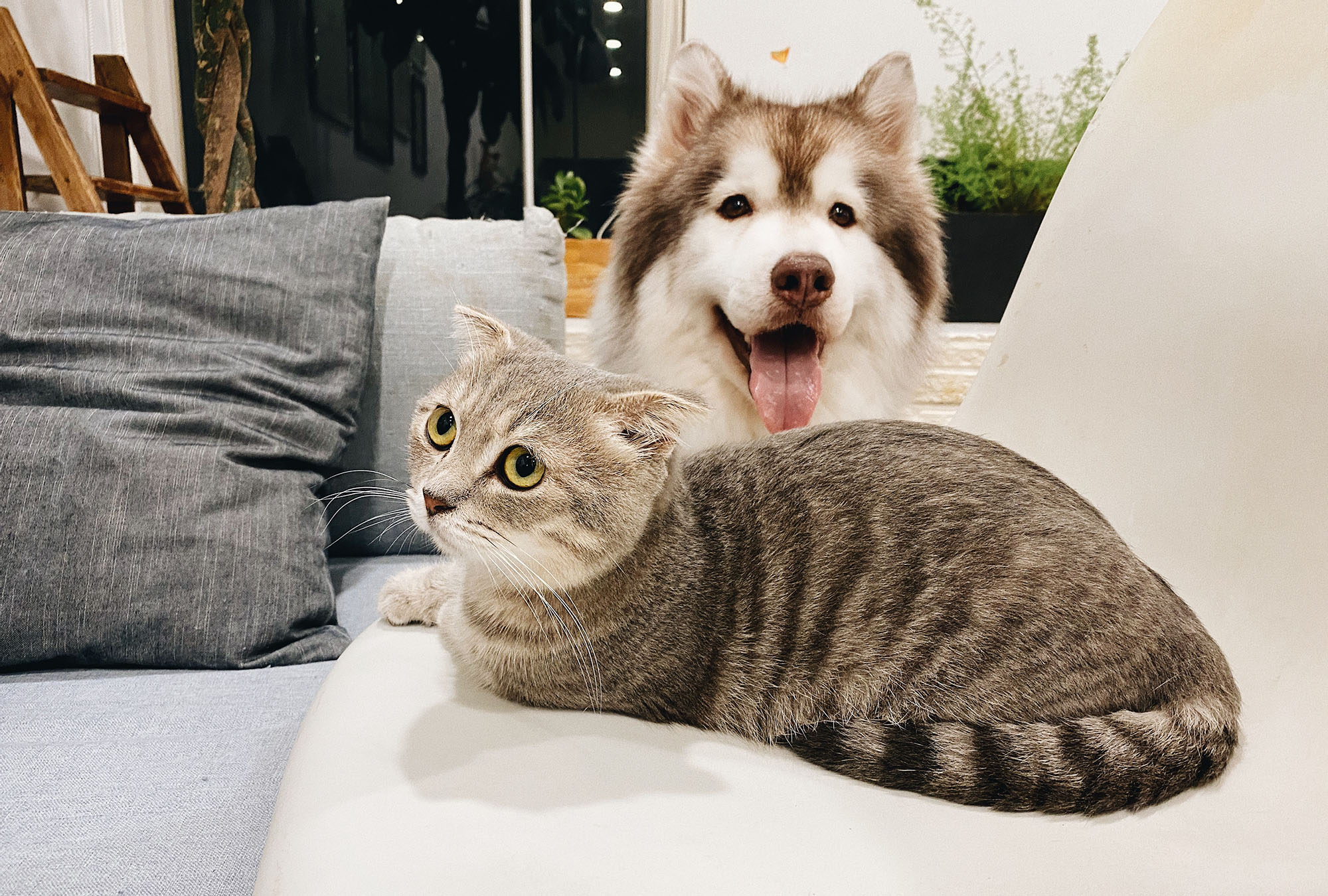 Advice for Landlords on Tenants with Pets