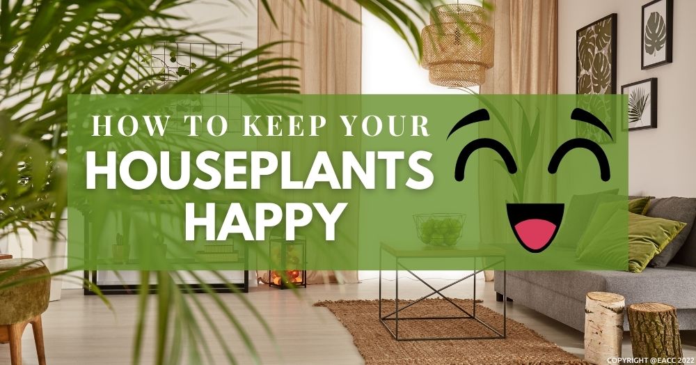 How to Keep Your Houseplants Happy