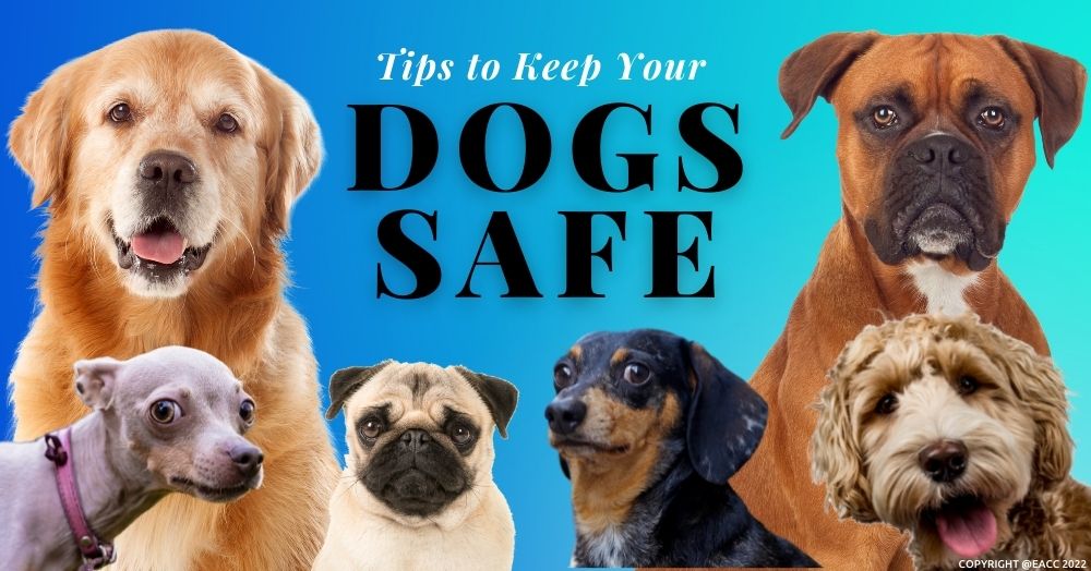 Keeping Haleoswen’s Pet Dogs Safe