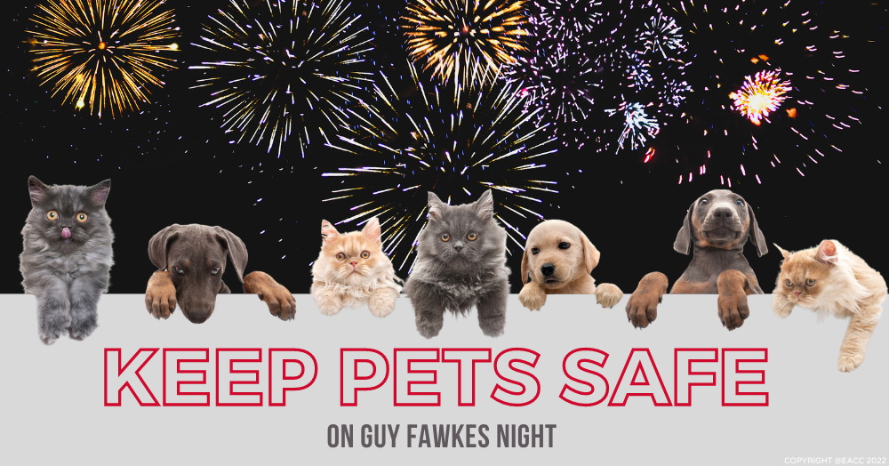 Keep your Pets Safe on Guy Fawkes Night