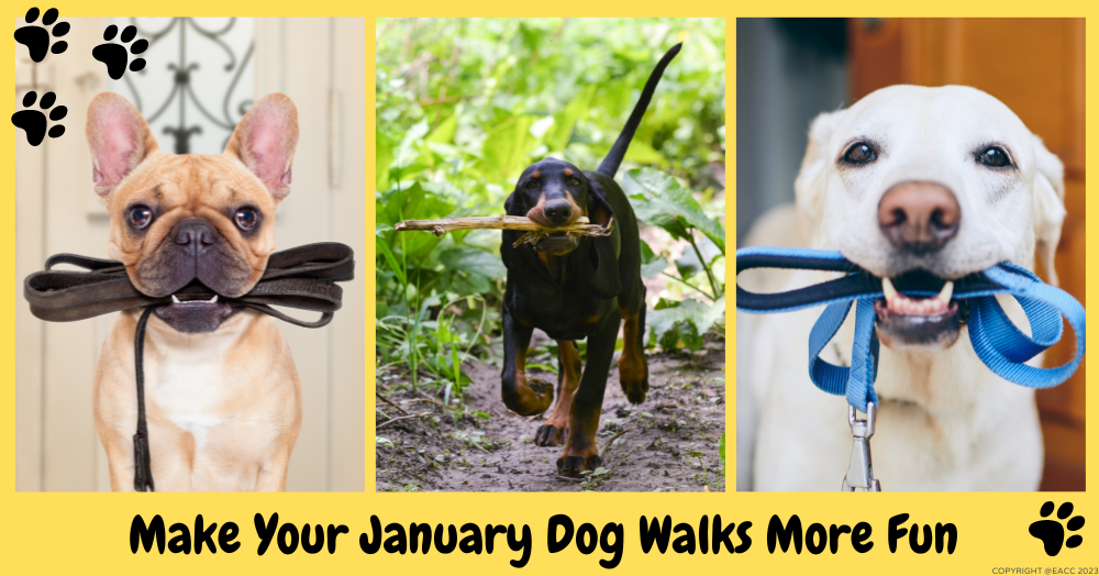 Make Your January Dog Walks More Fun