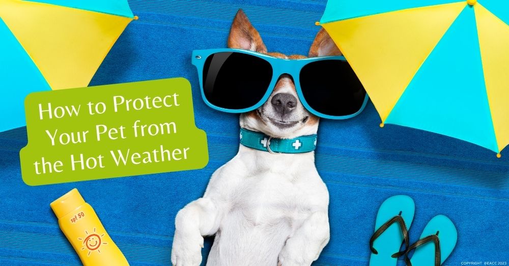 How to Protect Your Pet from the Hot Weather
