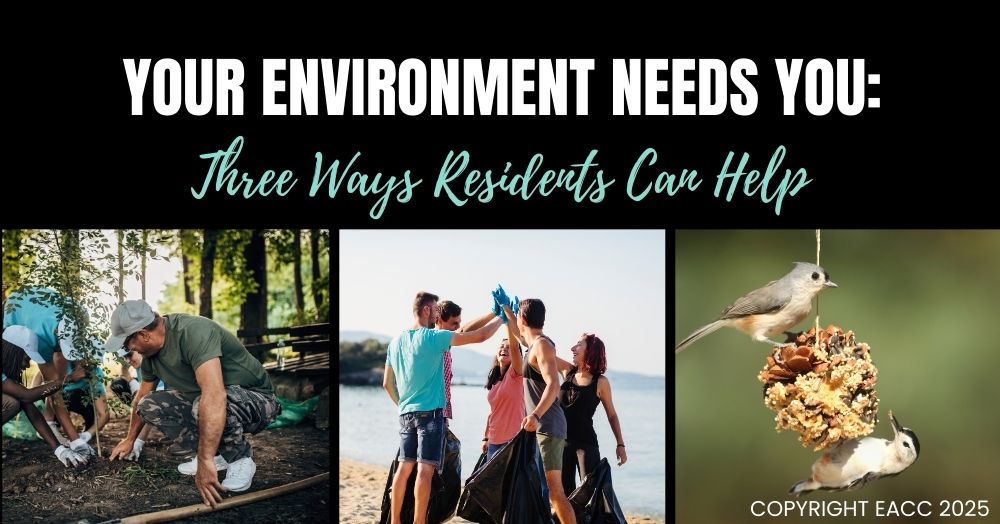 Your Environment Needs You: Three Ways Halesowen Residents Can Help