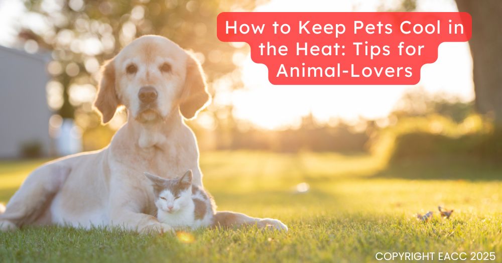 How to Keep Pets Cool in the Heat: Tips for Animal-Lovers
